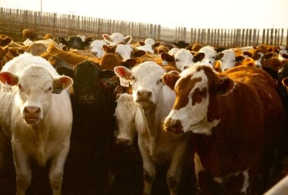 calves-feedlot-img2621-CanadaBeefInc-413x280