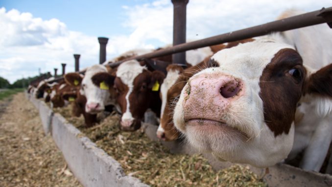 Cows,On,A,Farm