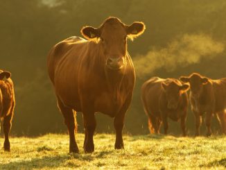 Deux vaches dans un champs