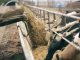 Efficacité alimentation du bétail