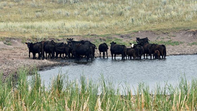 Parc d'engraissement de bovins Holstein Colorado