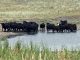 Parc d'engraissement de bovins Holstein Colorado