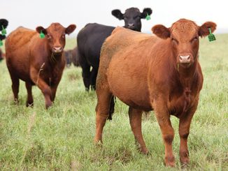 Mégadonnées génétiques viande bovine