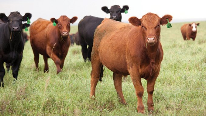Mégadonnées génétiques viande bovine