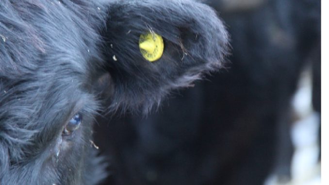 vache noire