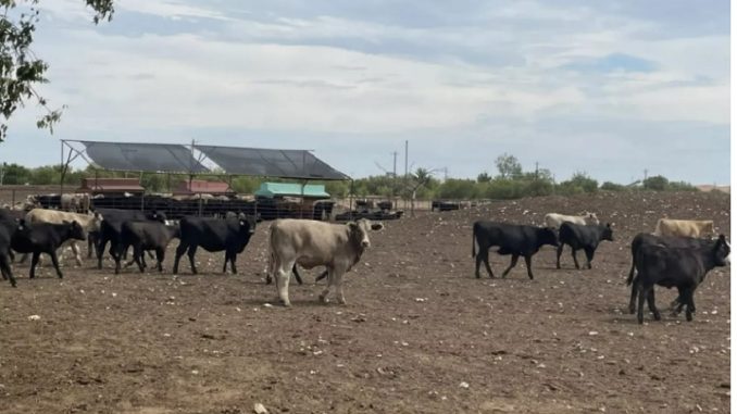 Le ranch bond, près de Saginaw