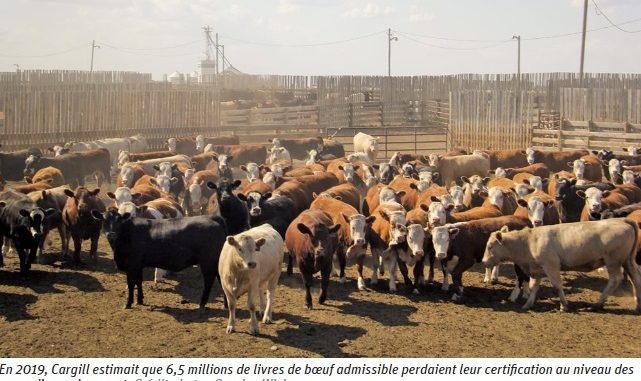 CCIA to track certified sustainable beef